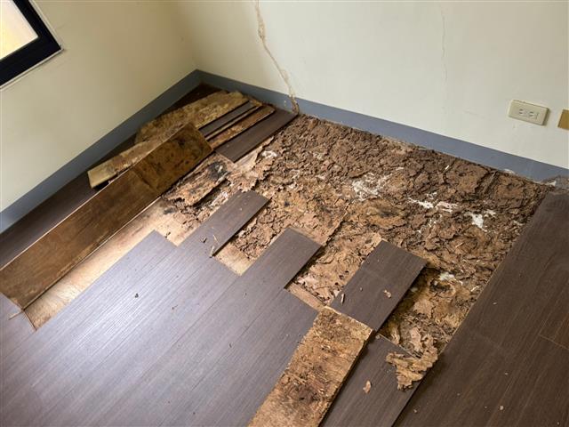 蟲蟲危機-拆除被白蟻侵蝕的木地板
